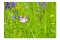 Blumenwiese M 08